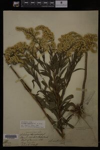 Solidago gigantea image