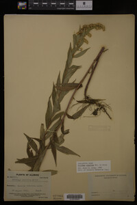 Solidago gigantea image