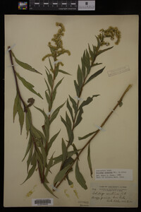 Solidago gigantea image