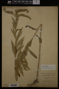 Solidago gigantea image