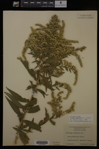Solidago gigantea image