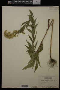 Solidago gigantea image