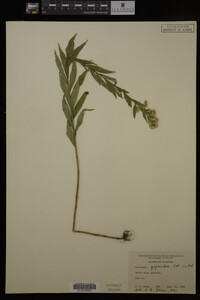 Solidago gigantea image
