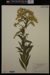 Solidago gigantea image