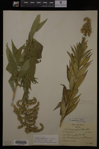 Solidago gigantea image