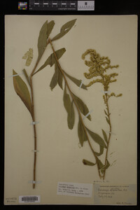 Solidago gigantea image