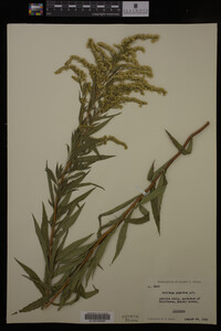 Solidago gigantea image