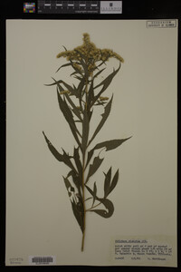 Solidago gigantea image