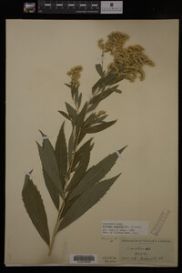 Solidago gigantea image