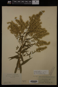Solidago gigantea image