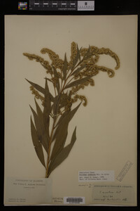 Solidago gigantea image