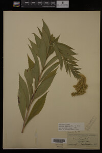 Solidago gigantea image