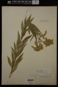 Solidago gigantea image