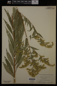 Solidago gigantea image