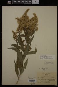 Solidago gigantea image