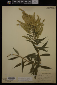 Solidago gigantea image
