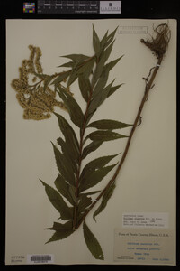 Image Associated With the Occurrence
