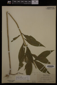 Solidago gigantea image