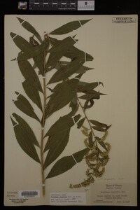 Solidago gigantea image