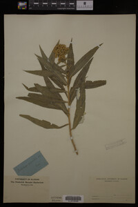 Solidago gigantea image