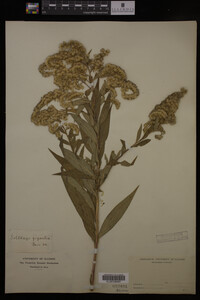 Solidago gigantea image