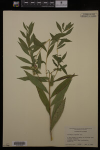 Solidago gigantea image