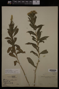 Solidago gigantea image