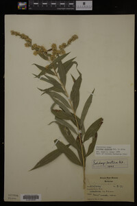 Solidago gigantea image