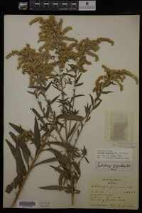 Solidago gigantea image