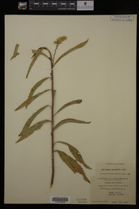 Solidago gigantea image