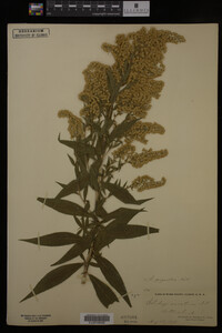 Solidago gigantea image