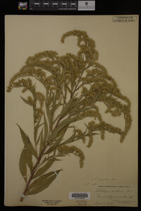Solidago gigantea image