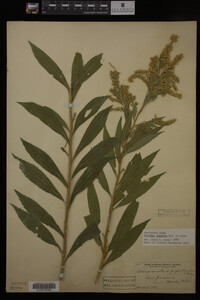 Solidago gigantea image