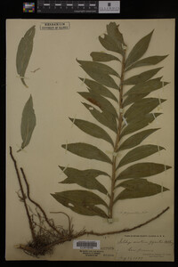 Solidago gigantea image