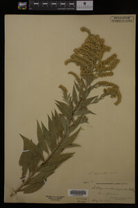 Solidago gigantea image