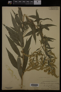 Solidago gigantea image