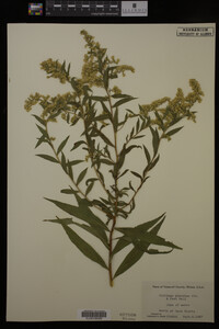 Solidago gigantea image