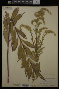 Solidago gigantea image