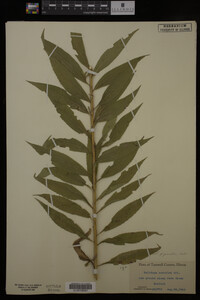 Solidago gigantea image