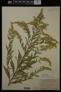 Solidago gigantea image