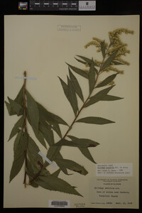 Solidago gigantea image