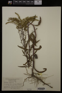 Solidago gigantea image