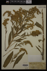 Solidago gigantea image