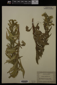Solidago gigantea image
