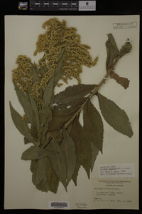Solidago gigantea image