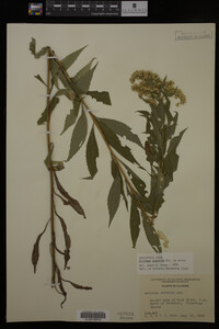 Solidago gigantea image