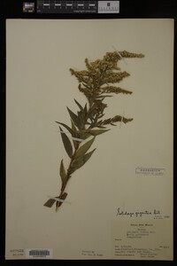 Solidago gigantea image