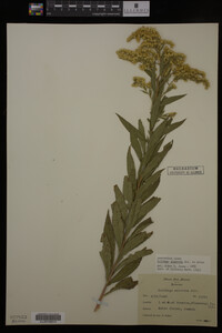 Solidago gigantea image