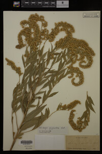 Solidago gigantea image