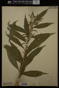 Solidago gigantea image